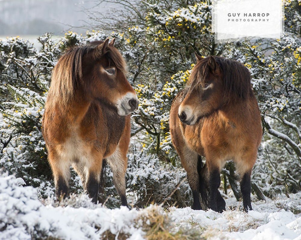 6ca2e9_cc7daa5429bc43fe8acb6d94303c31aa~mv2 (1)