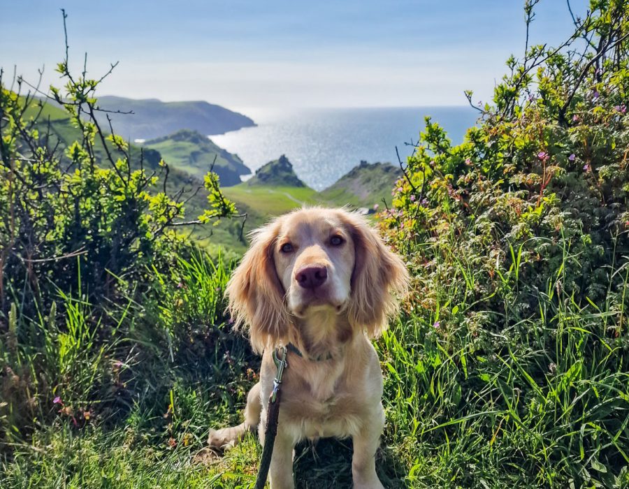 Beautiful Brodie Beautiful Brodie